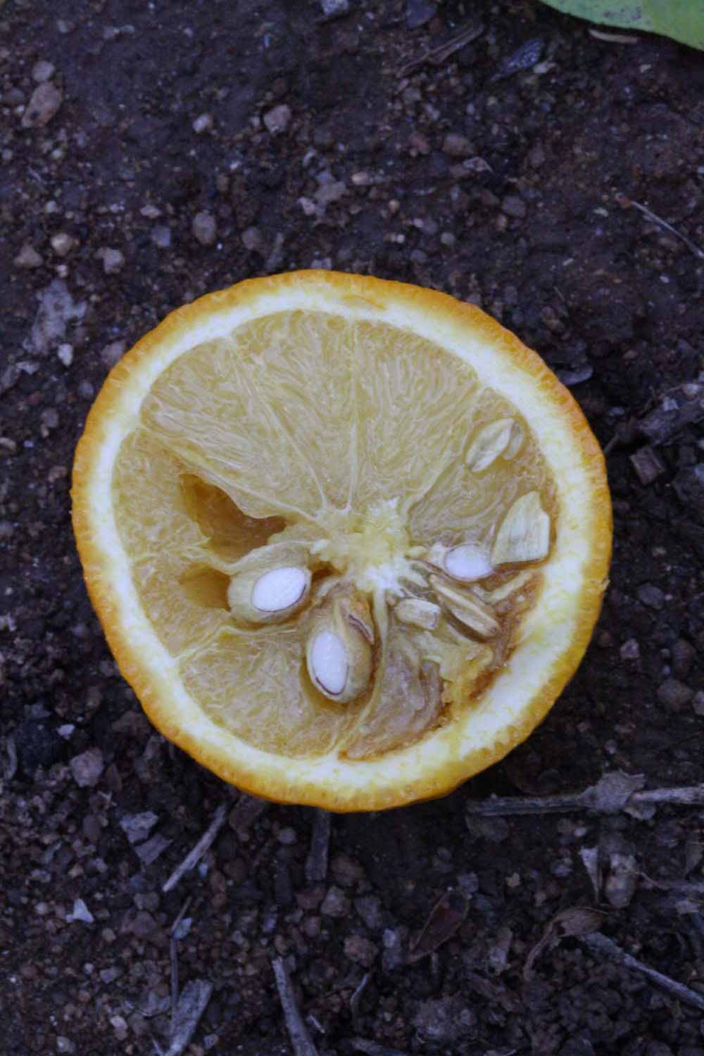 Fruit cross-section (Riverside, CA)       